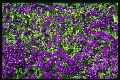 Фиолетовое С Зеленым Фото