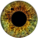 review by Wildon Muller review by Wildon Muller