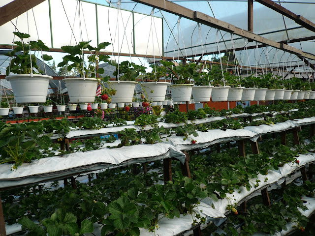 Cara Menata Tanaman dalam Berkebun dengan Optimal Cara Menata Tanaman dalam Berkebun dengan Optimal