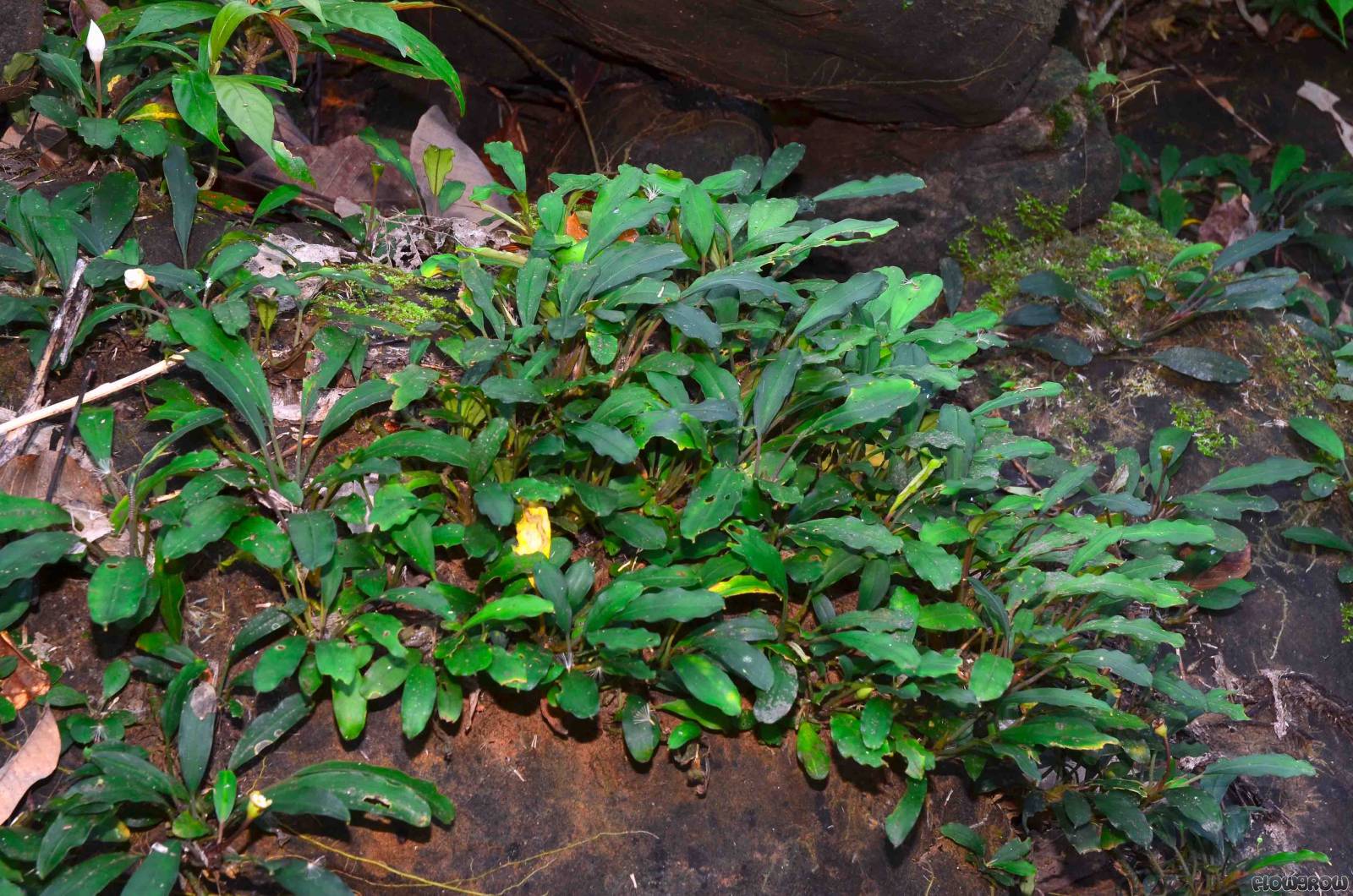 cây thủy sinh In the Borneo
