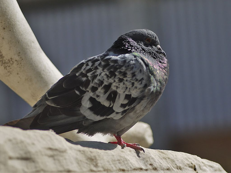 Pigeons parisiens 2 G1340374