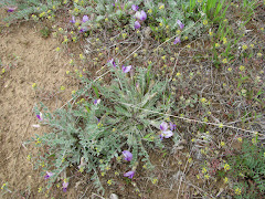 Astragalus purshii (Woolly-pod locoweed)