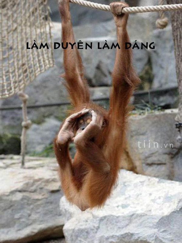 Ảnh vui, hài hước về họ hàng nhà Khỉ Khỉ đu dây