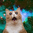 Toni v avatar image