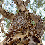 An appealing tree north of Jerusalem Bay (28883)