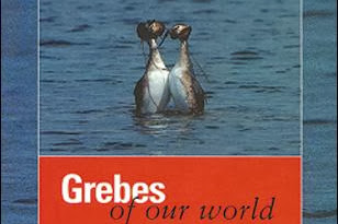 Grebes Of Our World