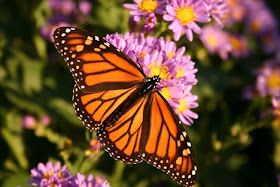 Monarch Danaides Monarch Danaides