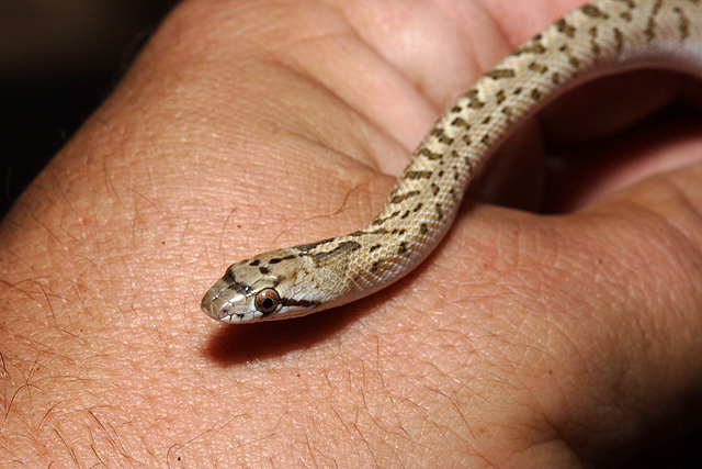 A last minute trip to Southern California - Field Herp Forum