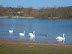 Swans on Whitlingham Great Broad