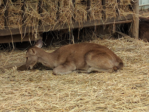 Parc Zoologique Et Forestier Michel Corbasson