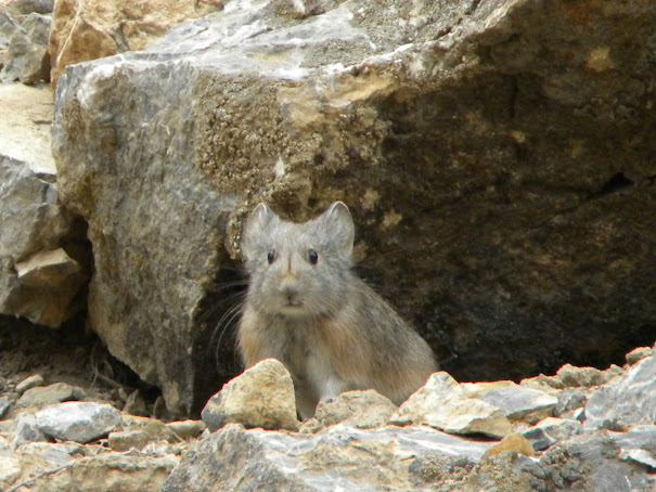 pika