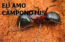 http://euamocamponotus.blogspot.com.br/ 