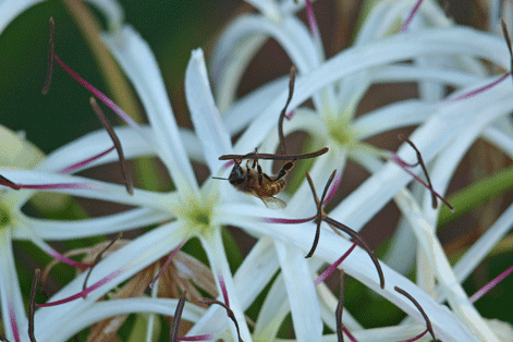 White Crinum Lily and Busy Bee