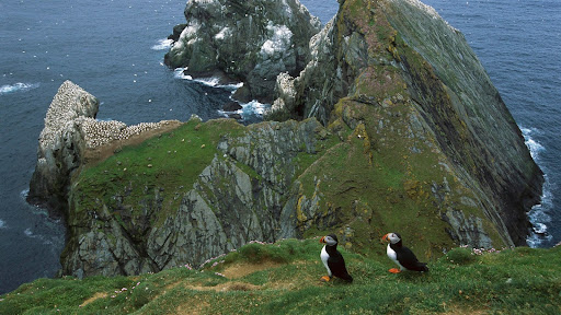 Atlantic Puffin, Hermaness, Unst Island, Shetland Islands, United Kingdom.jpg