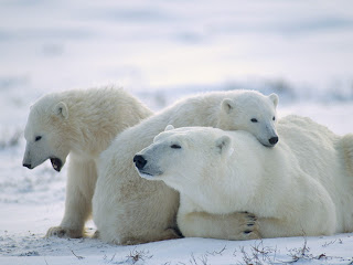 Achtergrond met ijsberen in de sneeuw