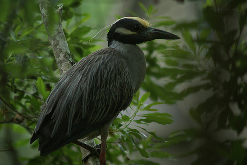 Yellow-Crowned Night Heron Yellow-Crowned Night Heron