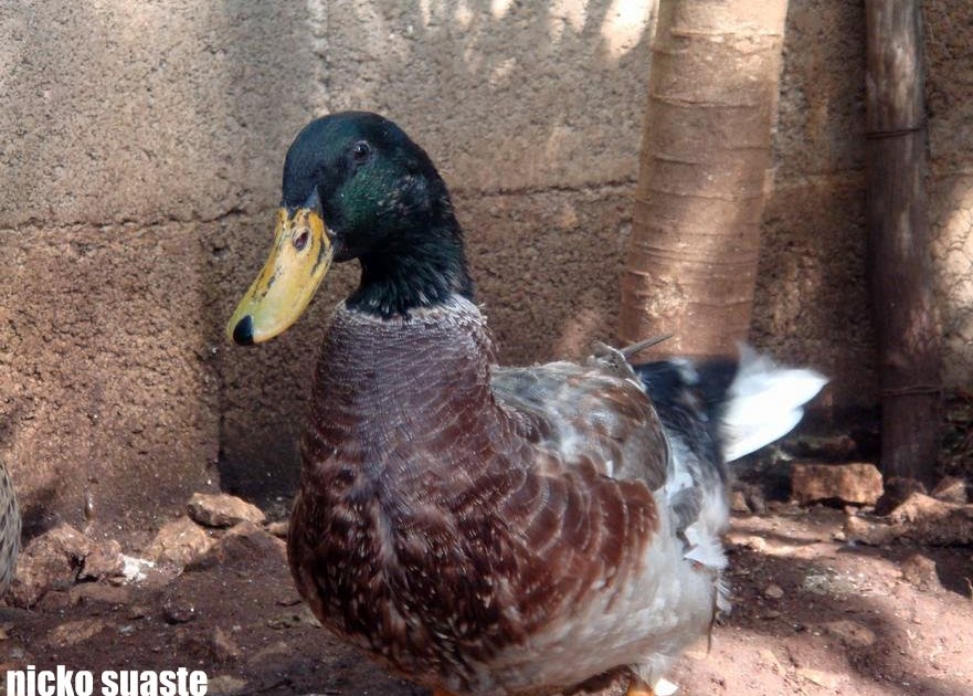 Mis Aves de Corral: patos "floridanos" 3 meses de tenerlos en casa