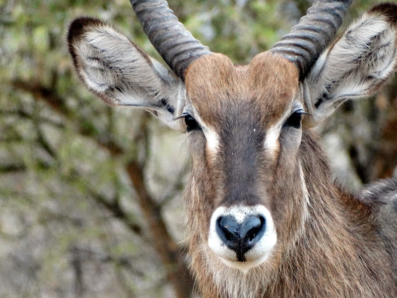 Заметки о животных. Путешествие по Кении и Танзании.
