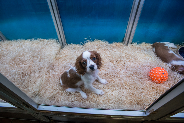 Spaniel puppy on display in a pet store window in Paris.