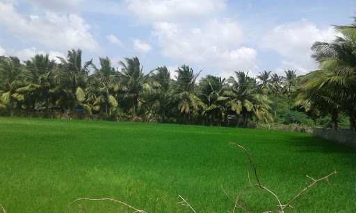 Maragadavalli Agro Farms, Sri Raghavendra Gardens, KNG Pudur Rd, Subramaniyampalayam, Coimbatore, Tamil Nadu 641029, India, Agricultural_Consultant, state TN
