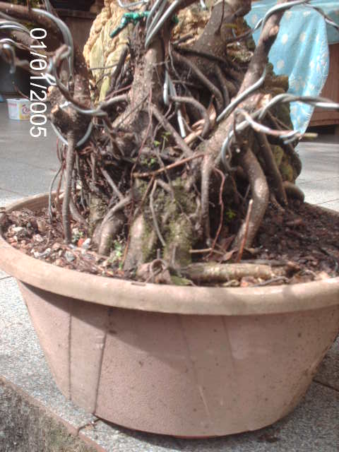 Ficus Microcarpa Começando... PICT1036