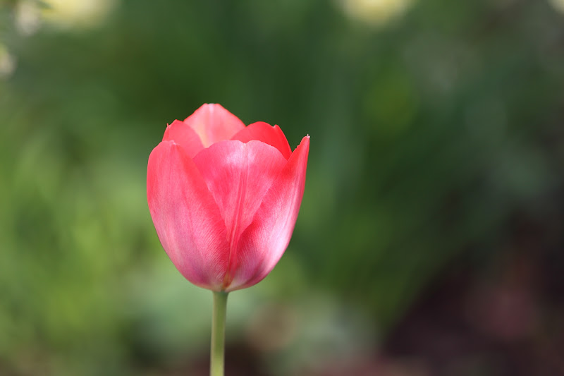 IMAGE: https://lh4.googleusercontent.com/-ZOpU_oFEuzE/T4hQdKCbLPI/AAAAAAAADlM/lPE6Xgi0Ths/s800/IMG_3928.JPG