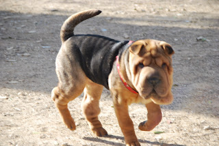 El color de mi Shar Pei