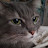 Sue Roesner avatar image