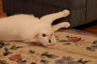 white cat sprawled on floor