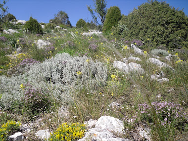 Et ces senteurs de fleurs arômatiques