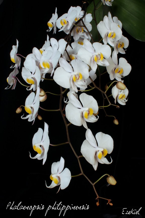 Phalaenopsis philippinensis - Page 2 IMG_8523