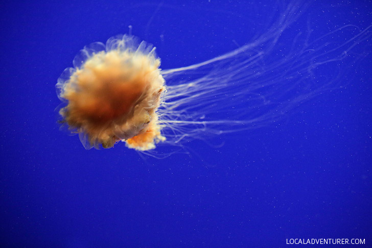 Lions Mane Jelly (13 Remarkable Species of Jellyfish at the Monterey Aquarium).