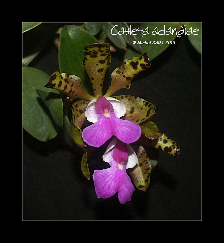 Cattleya aclandiae Cattleya_aclandiae