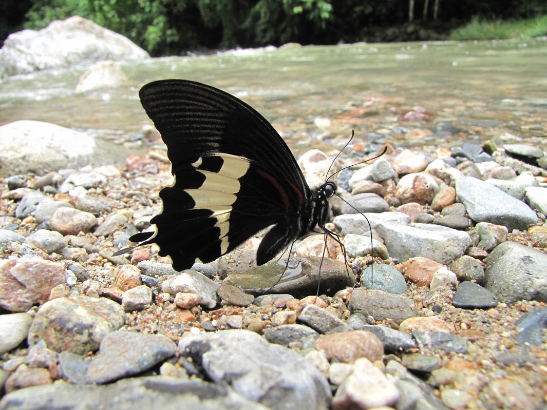 Papillons de l'ile de Sumatra IMG_2887