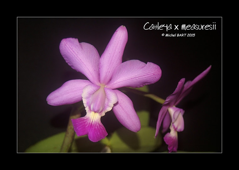Cattleya x measuresii (aclandiae x walkeriana) Cattleya_xmeasuresii