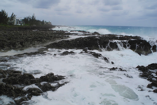Cayman Turtle Centre Island Wildlife Encounter