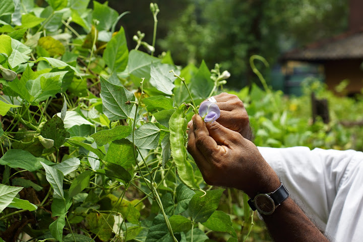 Шри-Ланка: на машине 1 100 км,  фото без комментариев, март-апрель 2013г.