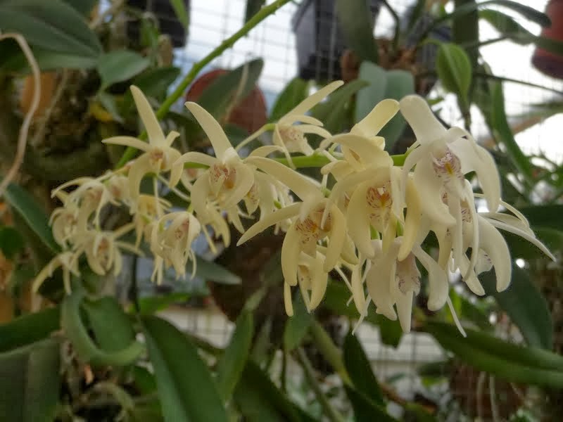 Dendrobium speciosum P1180583