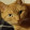 Sal Crivelli Sal Crivelli's profile photo