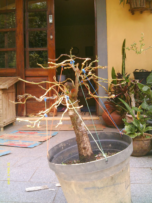 Prunus Serrulata Umê III... IMAG0071