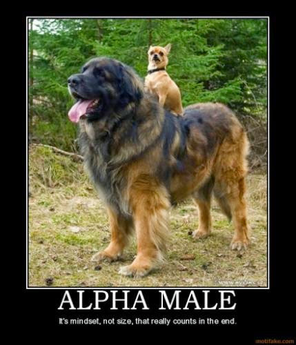 Alpha Male How Much Do Male Looks Matter
