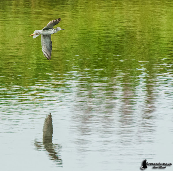 08-01-2013_LesserYellowlegs_in_flight_wm.jpg