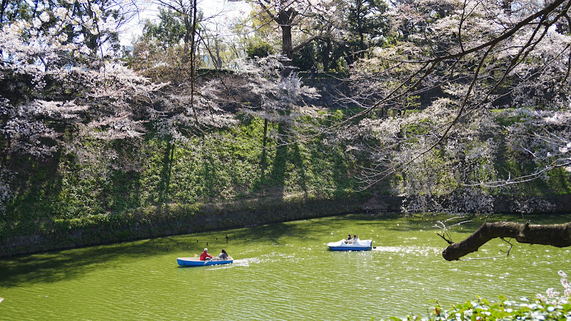 千鳥ヶ淵 桜 写真10