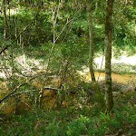 Ourimbah Creek (369235)