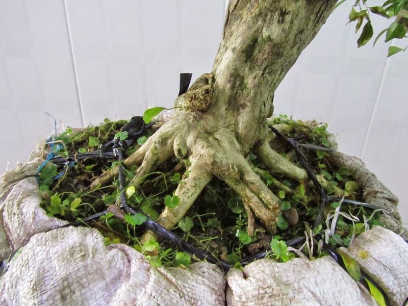 Vài cây Bonsai cần bán giá hợp lý. - 9