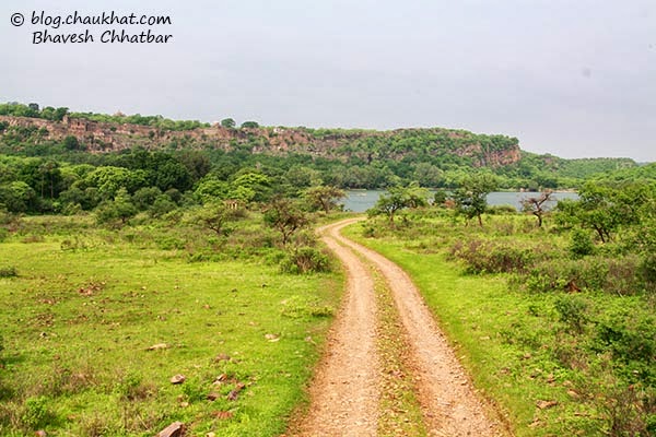 Forest trail of Ranthambhore National Park