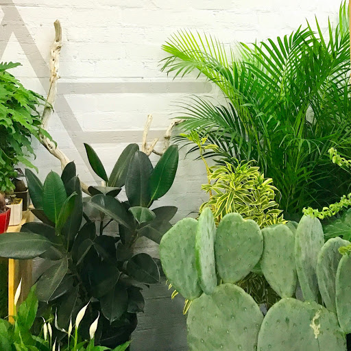 Folia House - Indoor Plants Nursery