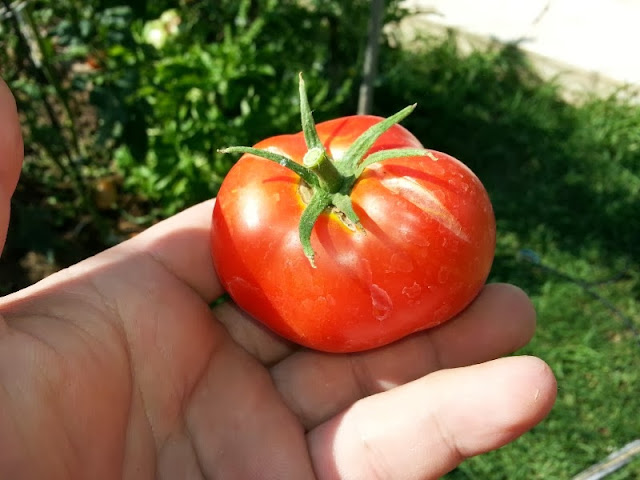 HORGANICA HORGANICA