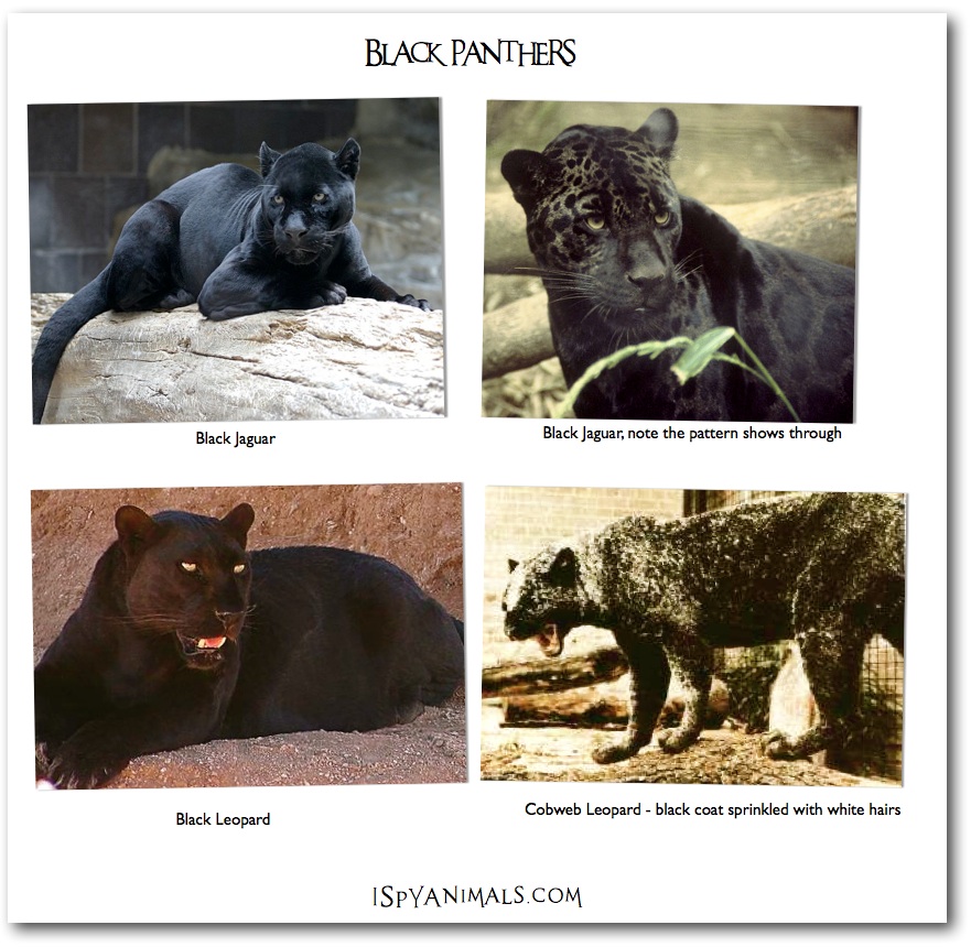 Collection 98+ Images black jaguar vs black leopard vs black panther Full HD, 2k, 4k