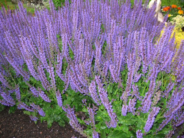A GUIDE TO NORTHEASTERN GARDENING: Best Long-Blooming Perennials: What ...